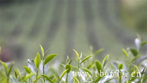 崔晨苏俊带回福建福鼎白茶