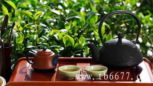 福鼎白茶为什么被称之为茶青