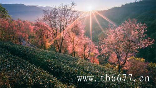 三级寿眉茶叶张粗老白毫稀露